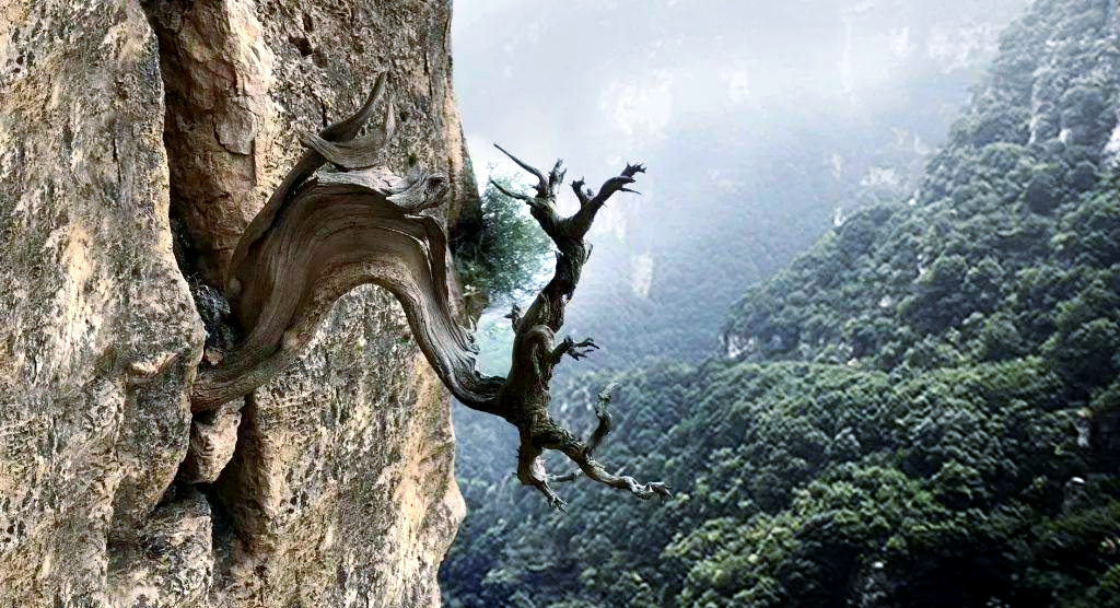 崖柏:生长在悬崖峭壁的独特香材