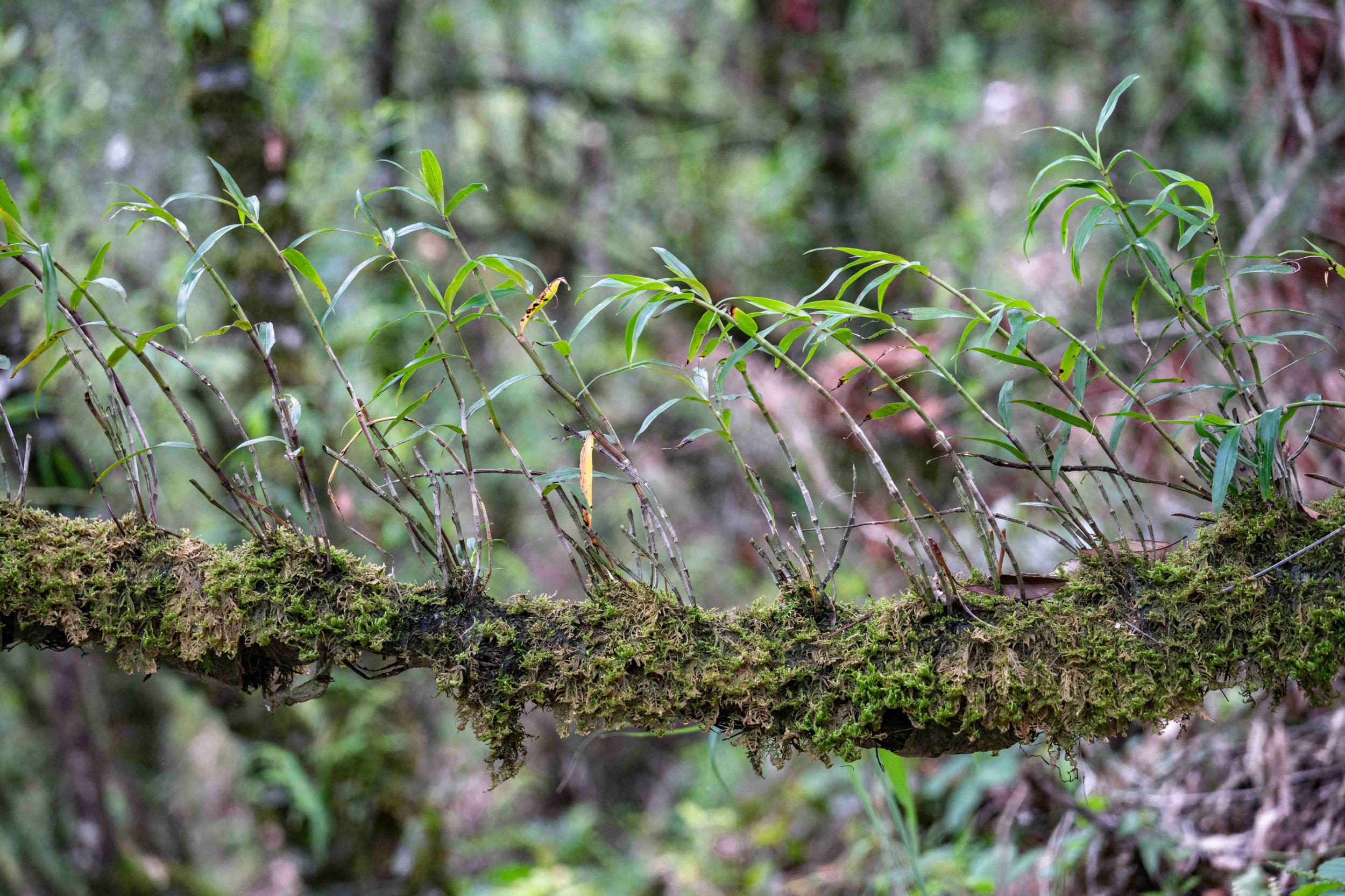 科普云南|仙草奇缘·齿瓣石斛:紫皮兰花 药食两用