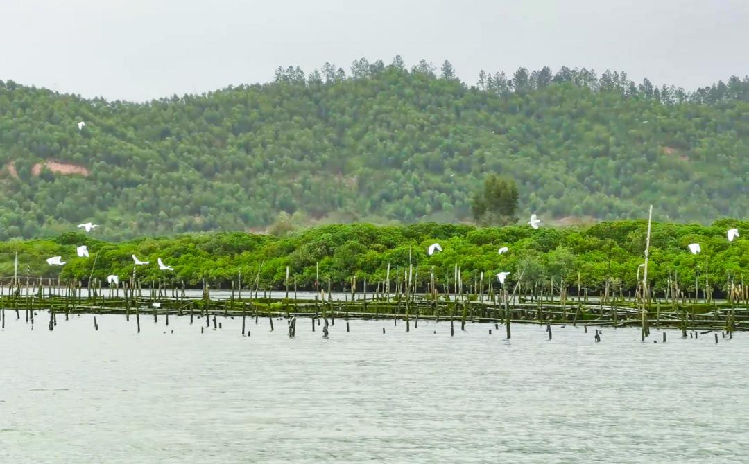 恩平市湿地公园图片