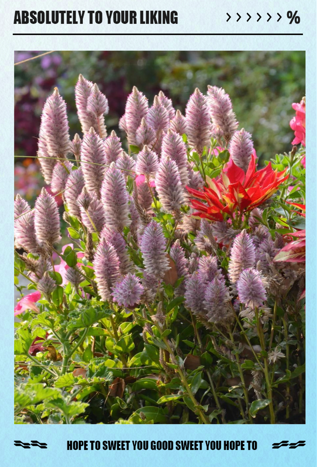 澳洲狐尾草:一种来自澳洲的独特花卉