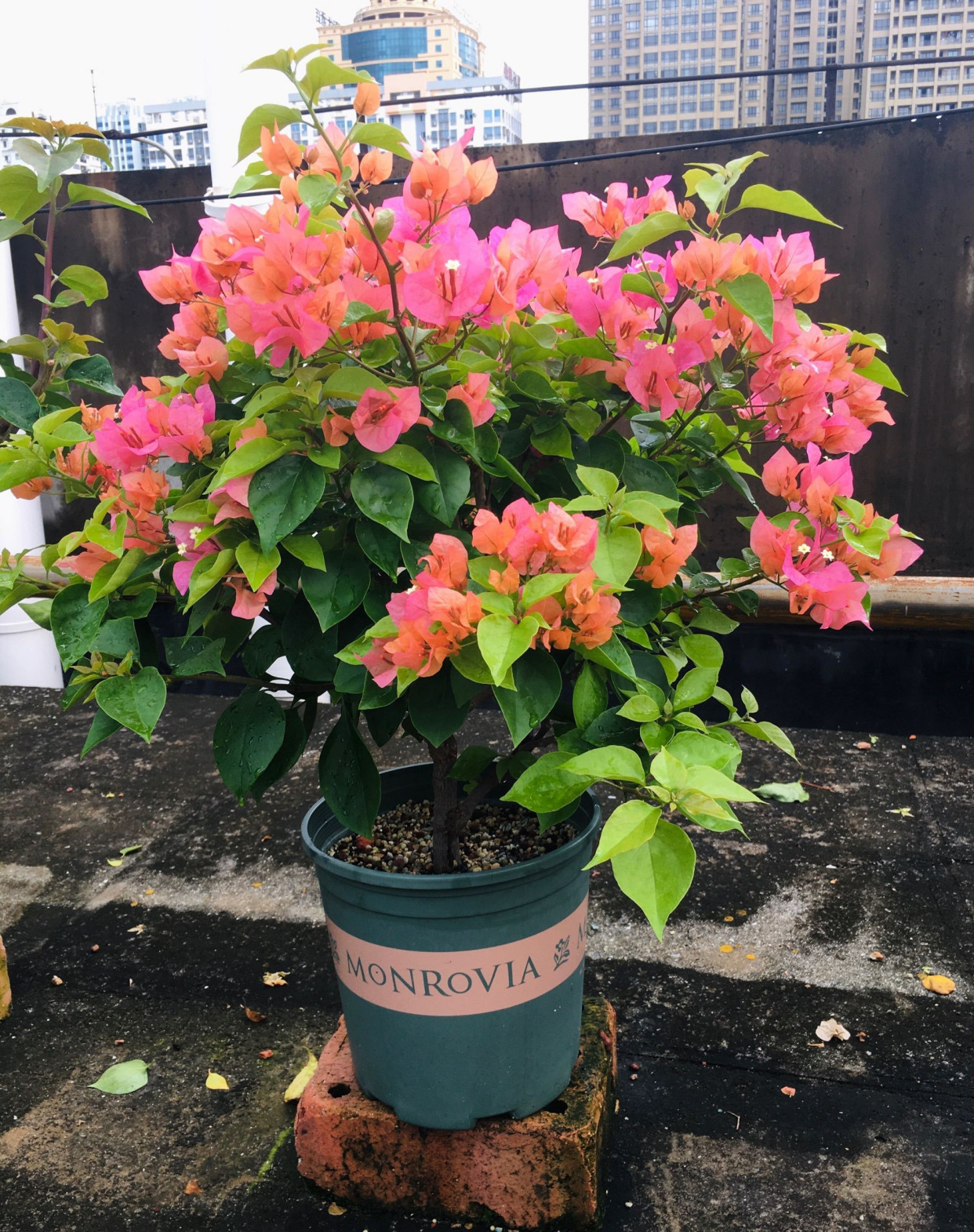 三角梅"波伊斯玫瑰",颜值高,丰花勤花,养护简单,北方也能养