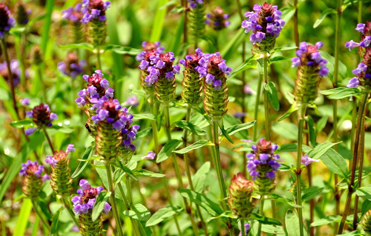 若您碰见路旁这种珍贵植物,那是运气,请您记得挖回家