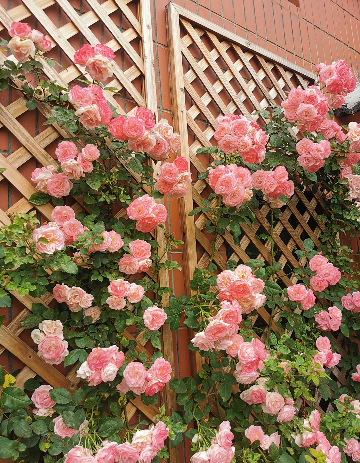 能在短时间内长满一面围墙,而且花色美丽,开花勤奋,深受国内外花友