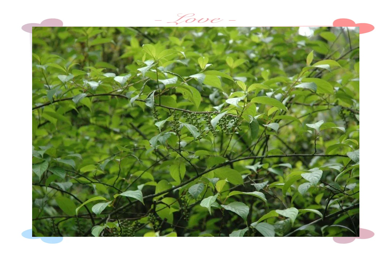 喜马山旌节花,这一生长在喜马拉雅山脉的珍稀植物,近年来逐渐走进了