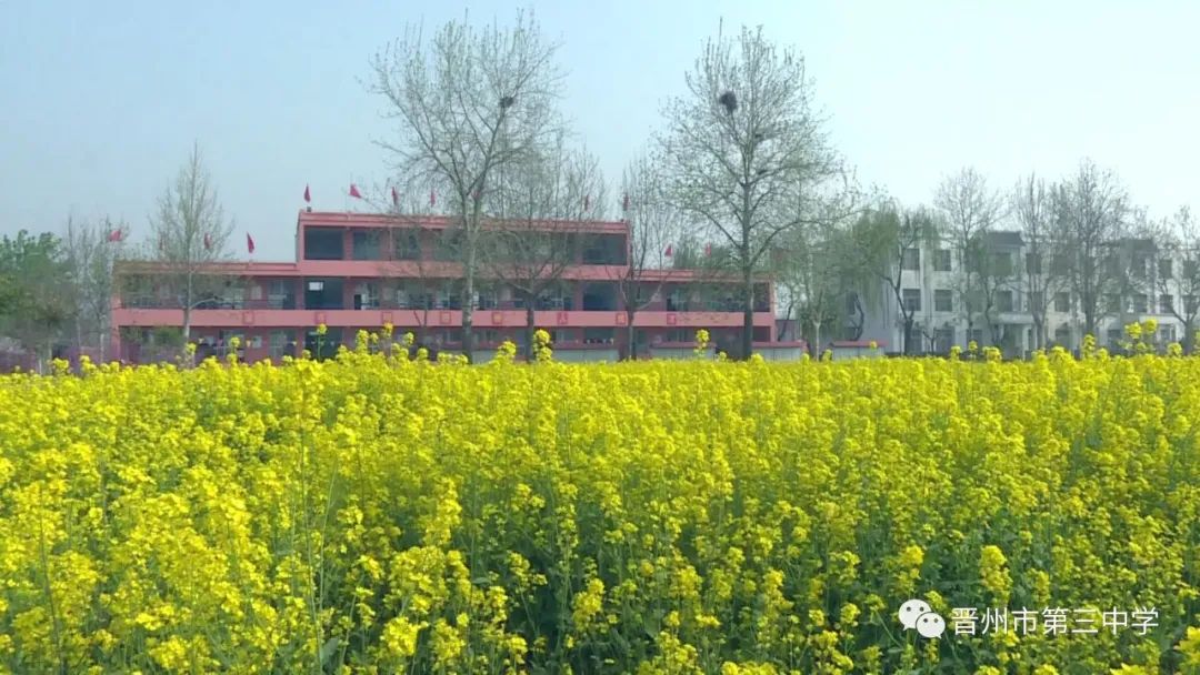 快来欣赏吧!晋州市第三中学举办第四届(网络)油菜花节