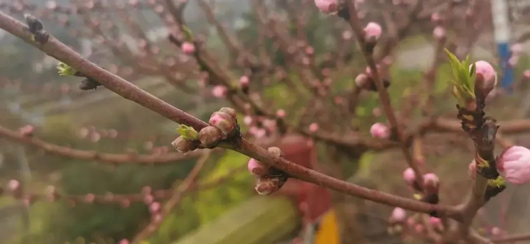 桃花的生长过程图片图片