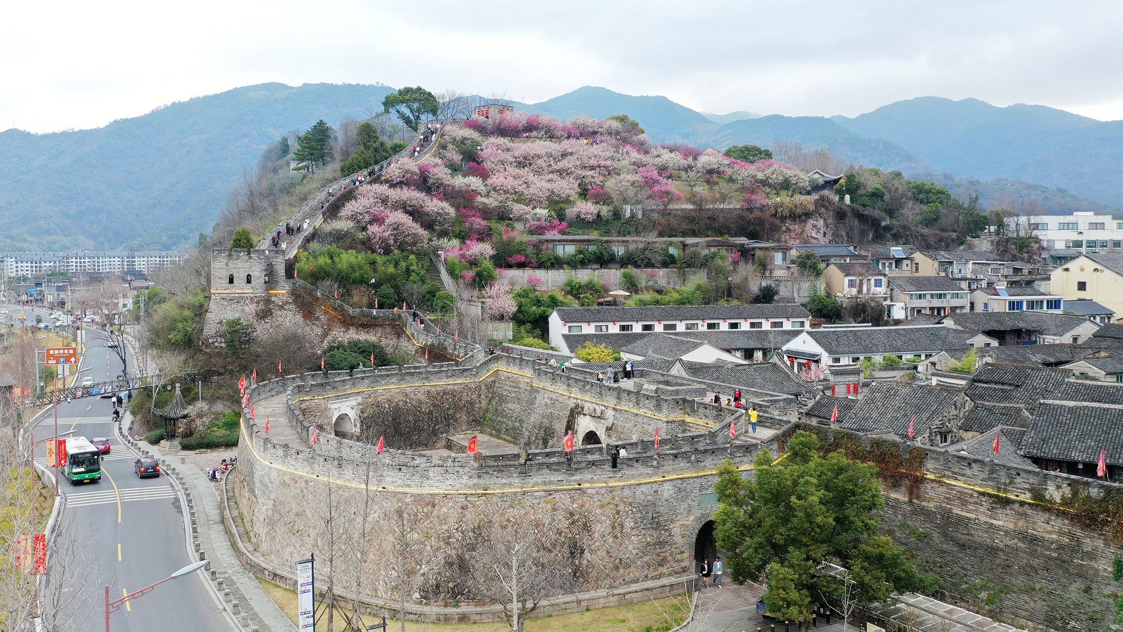 浙江临海:古城墙边梅花绽放醉游人