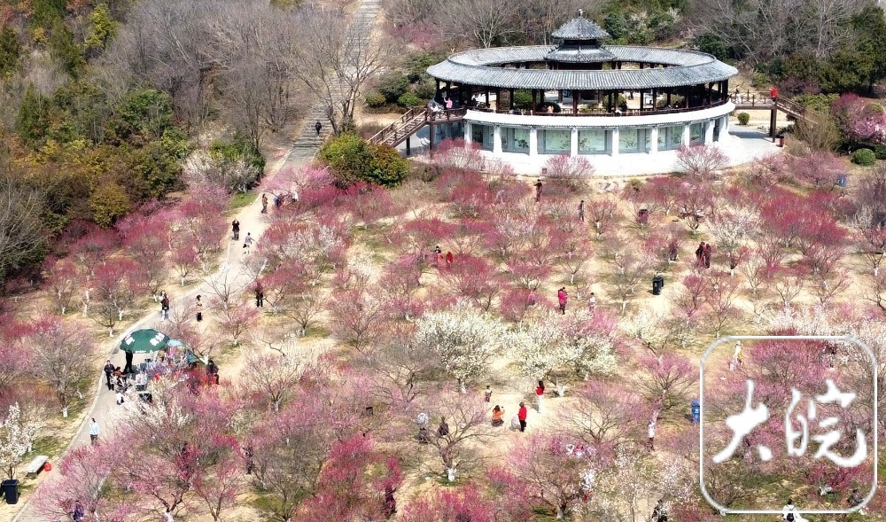 舜耕山梅园图片