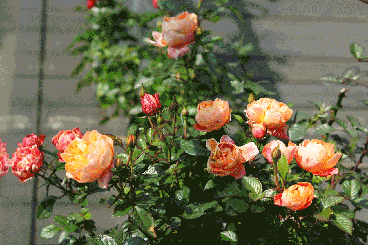 动态图丨用版画刻出株洲"春色满园"