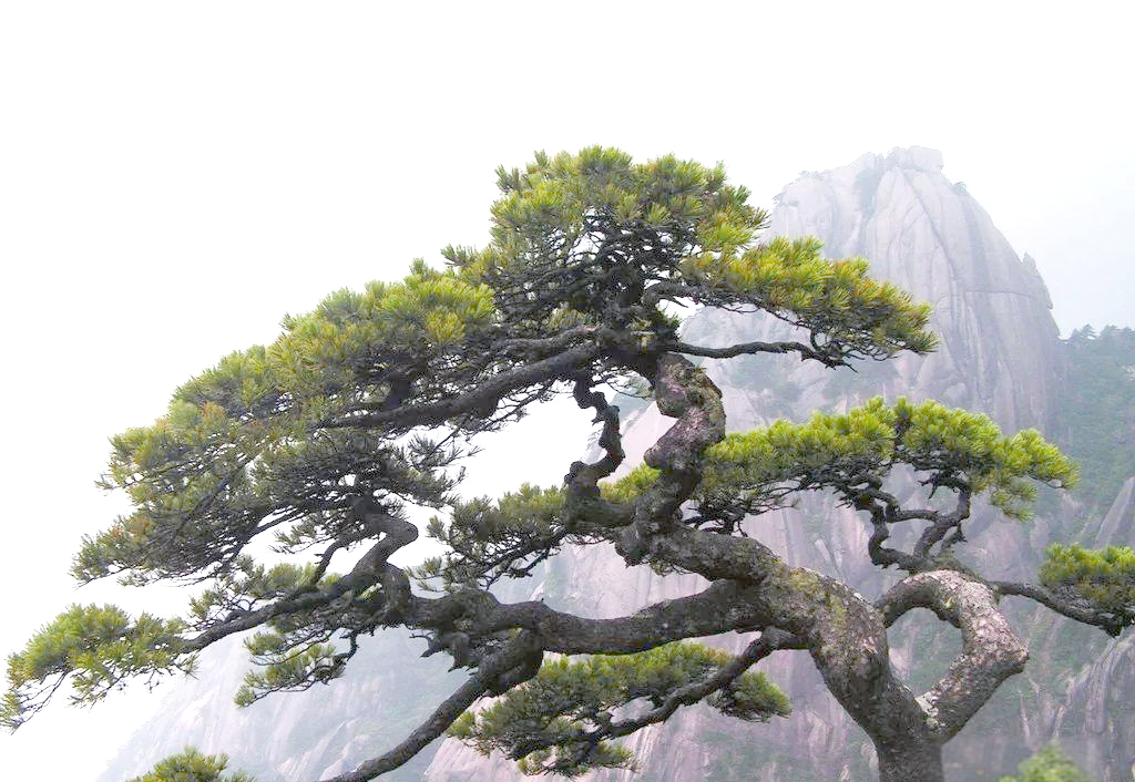 松树知识大全:种类,特征与栽培要点