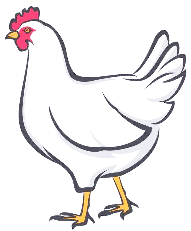 如何画鸡的简笔画,从步骤到成品的全攻略