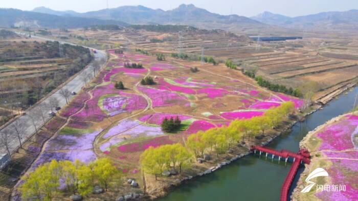 悠然自得,步履生花!威海文登区晒字村芝樱花绽放