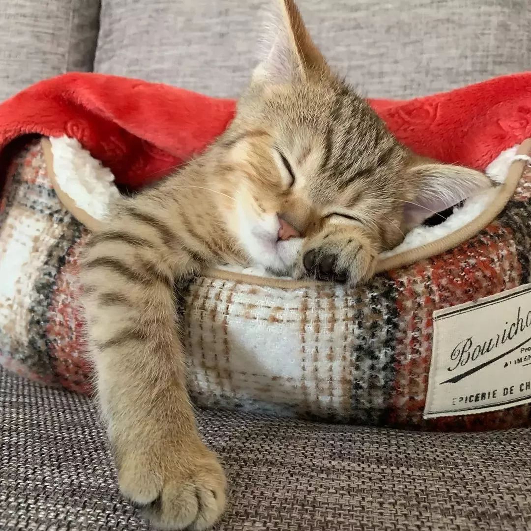 猫咪睡觉打鼾是在熟睡吗?猫咪打哈欠是什么意思?