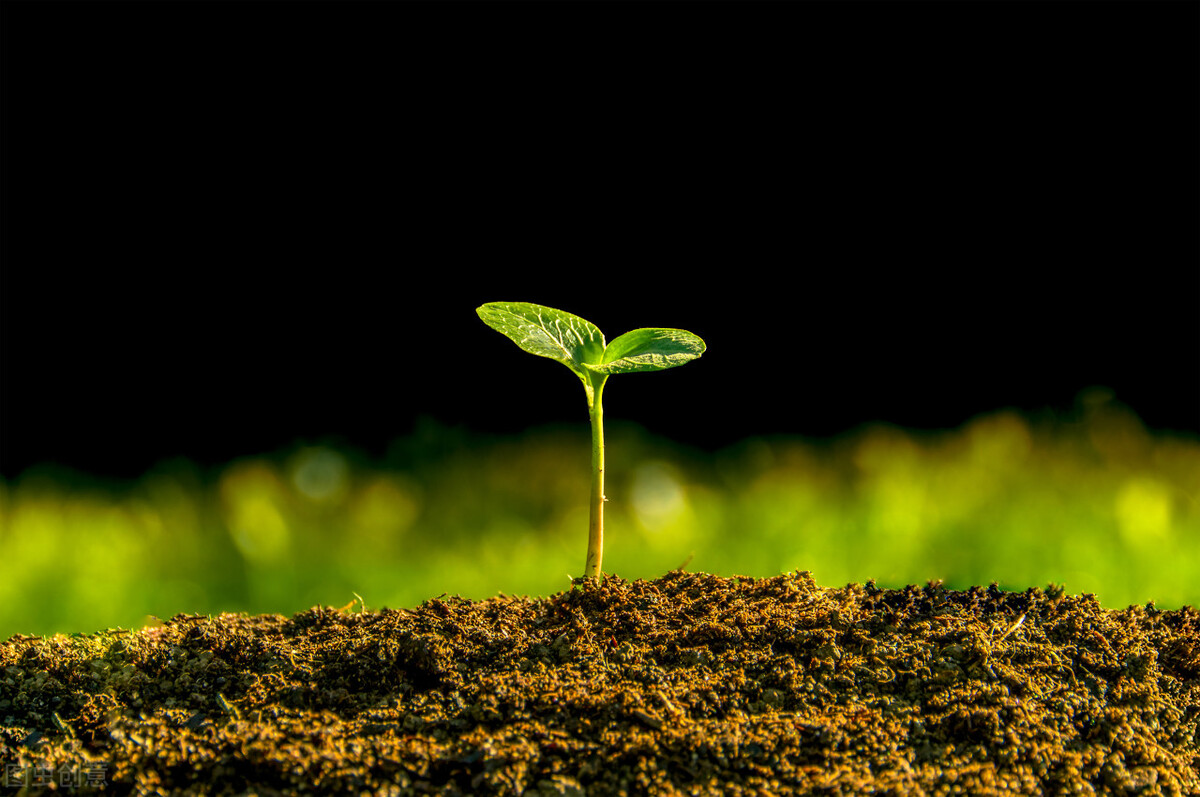 人生不迷茫,种子才会生根发芽开花结果