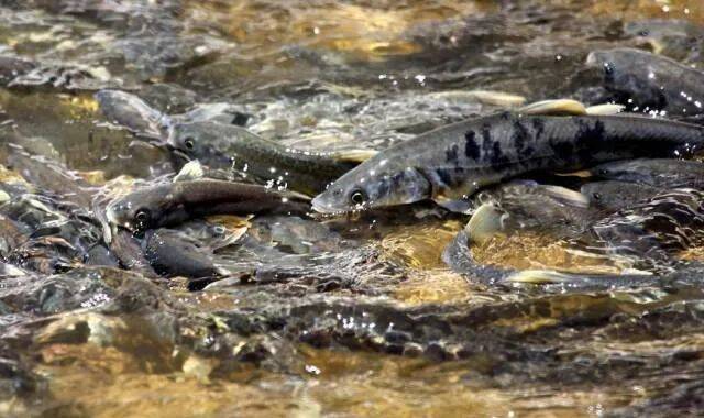 从濒危降为易危物种 青海湖湟鱼"降级"啦!