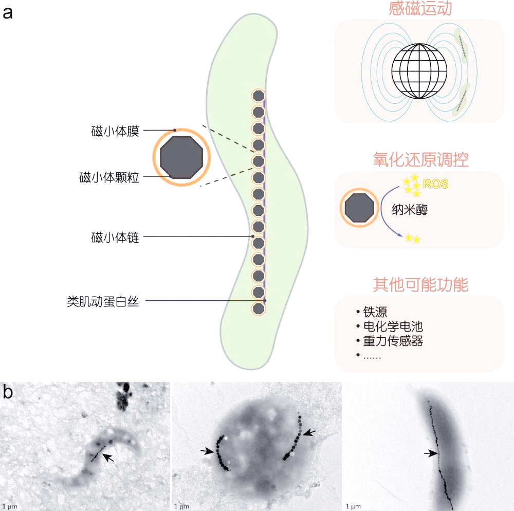 趋磁细菌研究揭示地球生命演化新视角