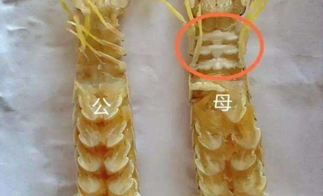 挑选皮皮虾,看准4点,个个肥嫩,选错"皮多肉少",容易煮烂