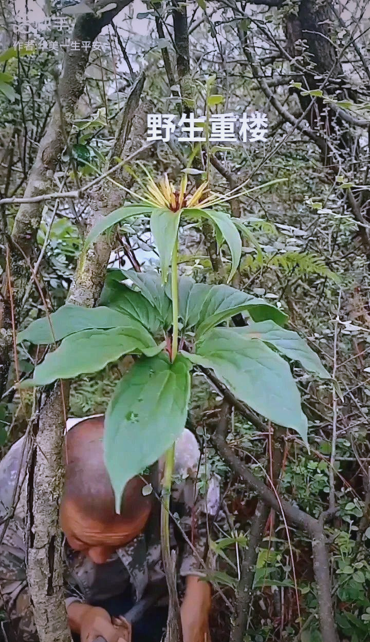 重楼:治疗多种疾病的良药