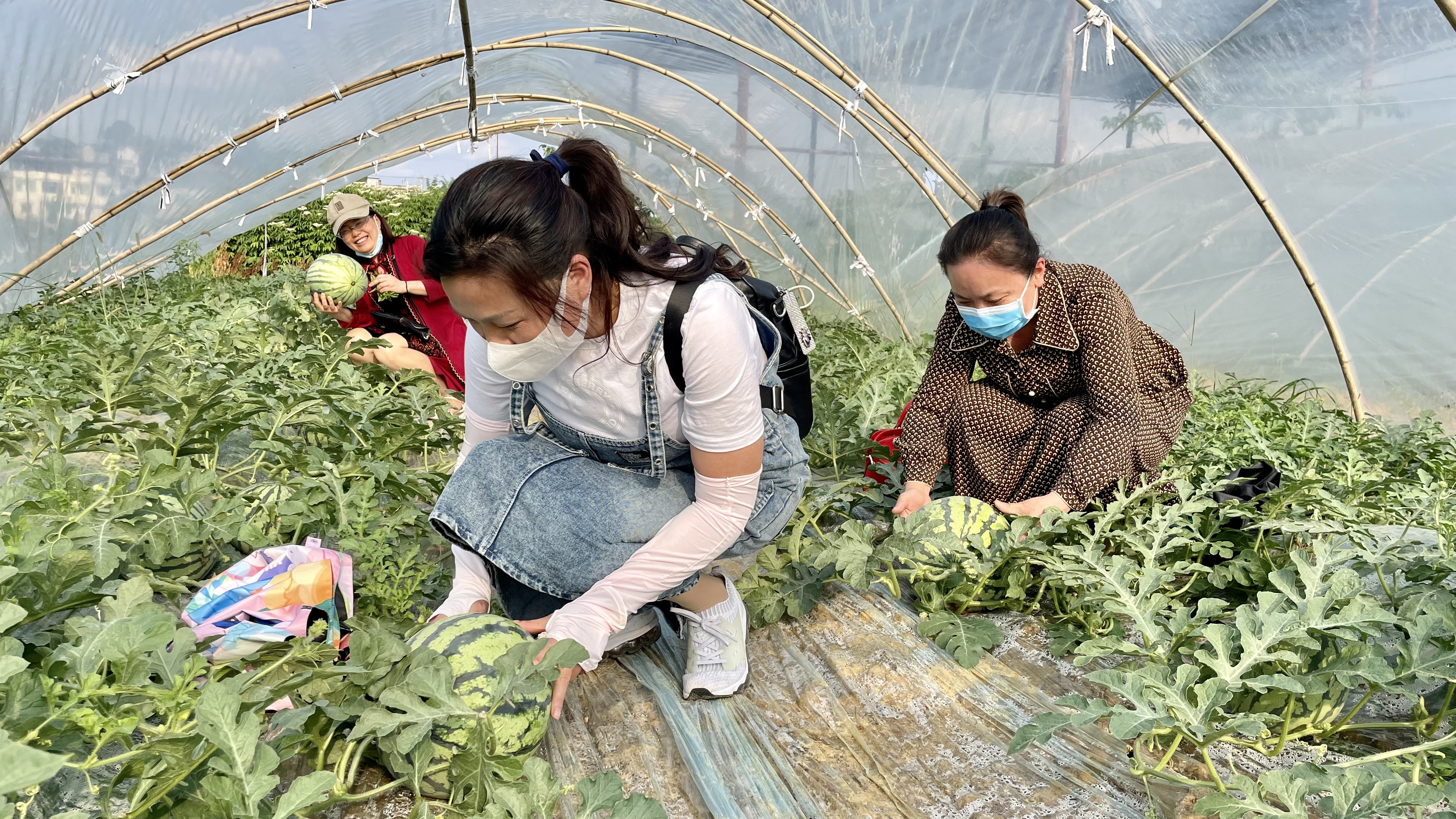 曙光村:西瓜成熟季 采摘正当时