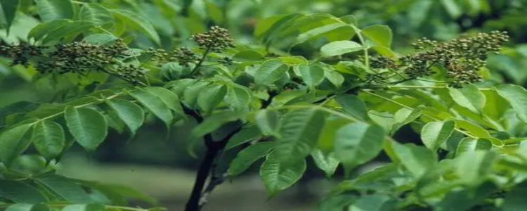 黃柏樹剝皮會死嗎?如何給黃柏樹剝皮