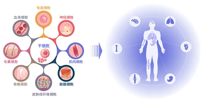 人体衰老的生理原因