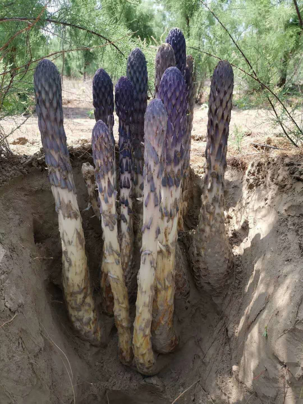 滨海经济技术开发区:"沙漠人参"助力乡村振兴