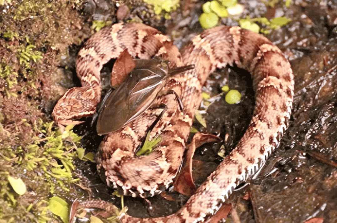 在这场惊心动魄的猎杀中,田鳖展现出了它强大的攻击力,利用其双颚紧紧