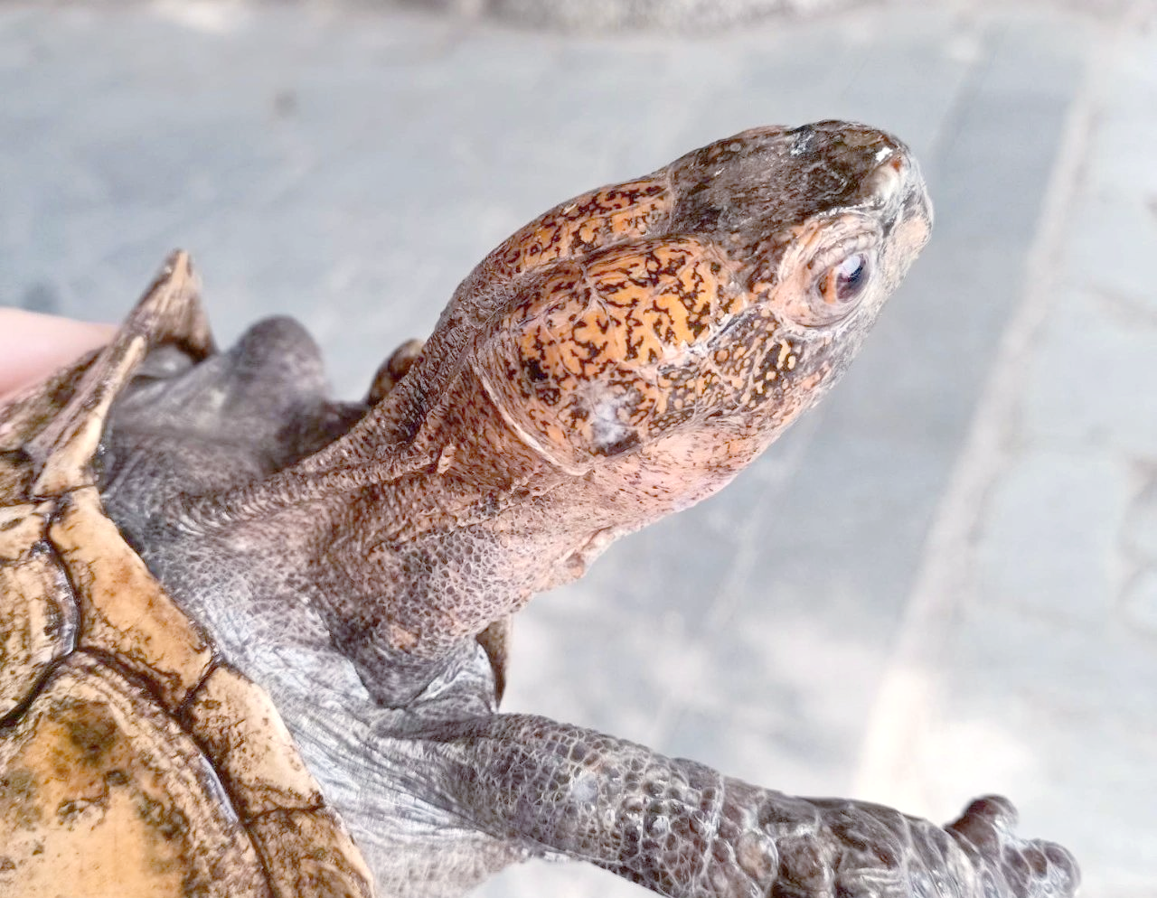 中美洲河龟:6500万年前古龟的最后代表