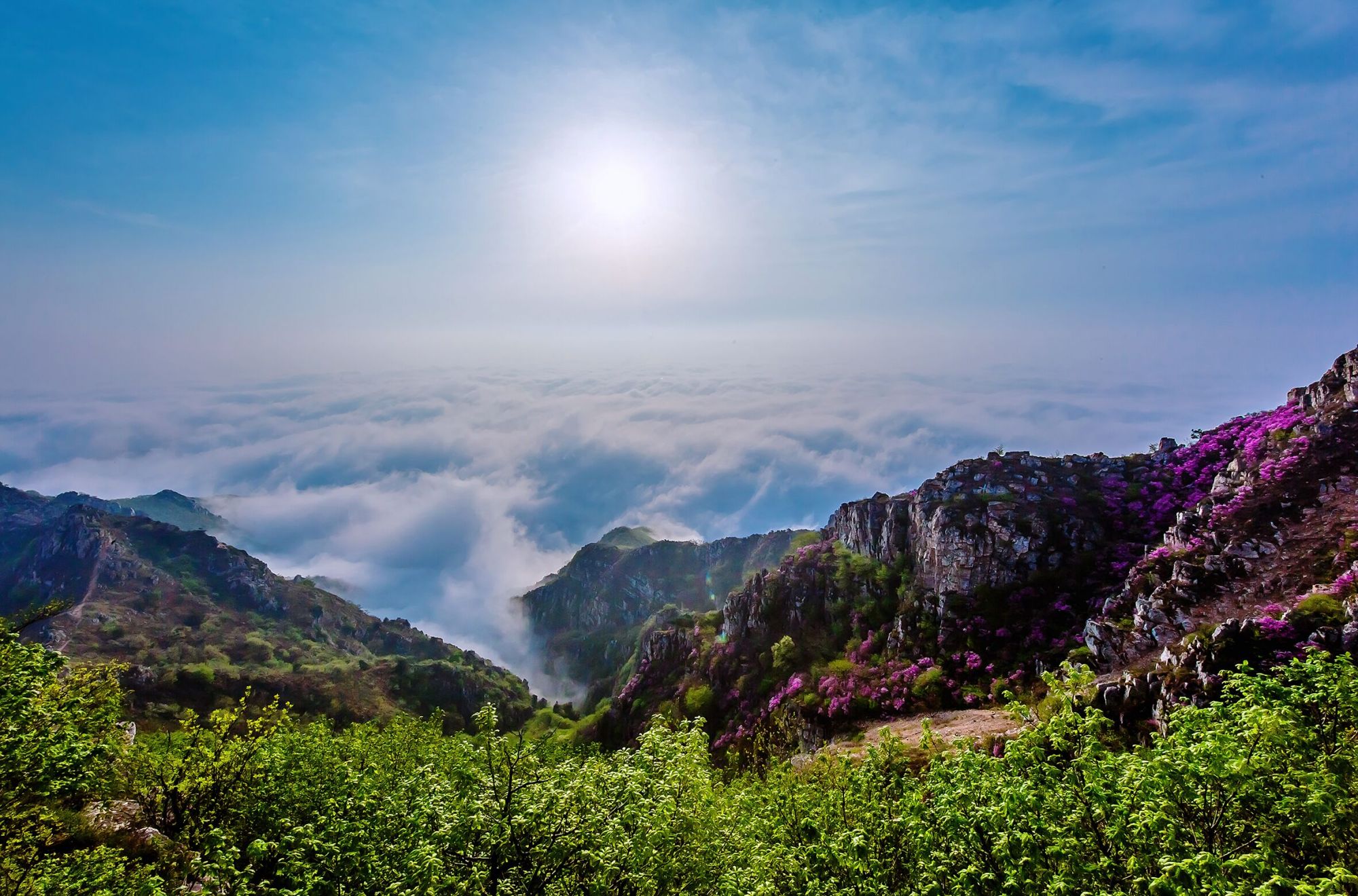 4月24日!大连大黑山杜鹃花海季活动将正式启幕
