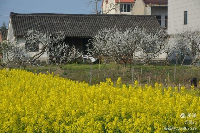 桐乡市梧桐街道桃园村行,摄槜李花