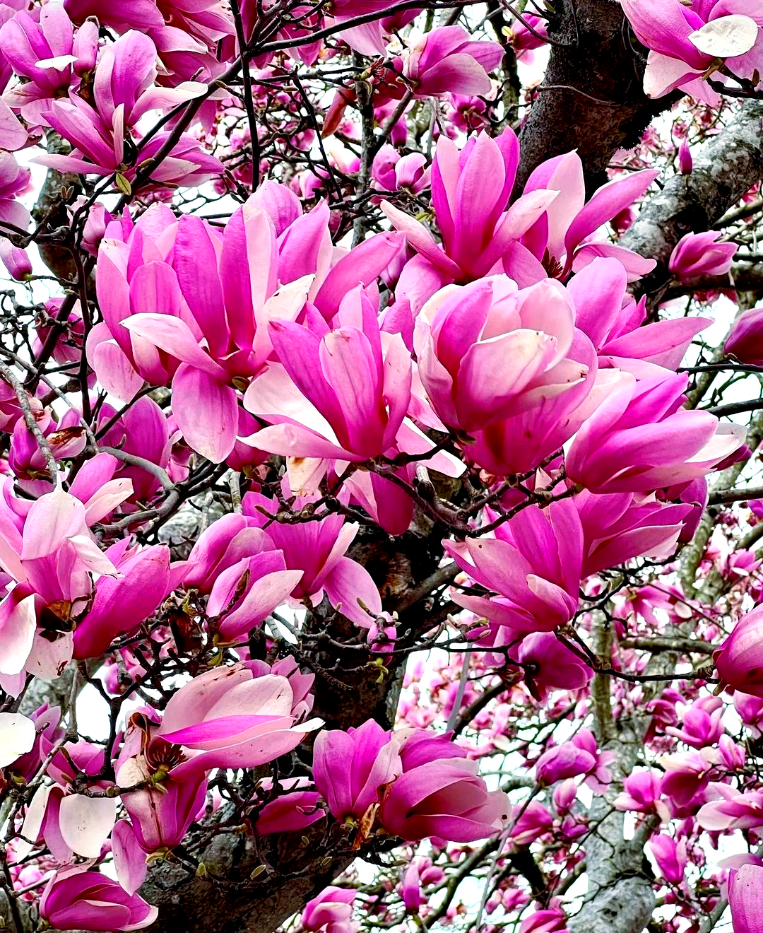 木兰花:平凡中的非凡魅力