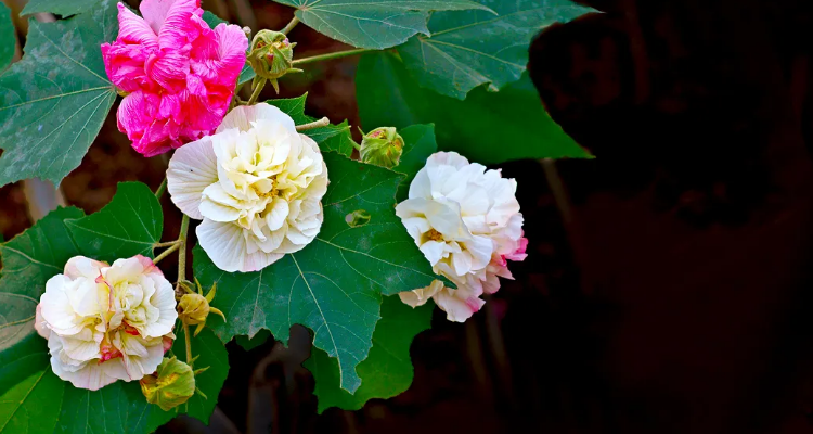 关于芙蓉的诗句 baijiahao.baidu.com