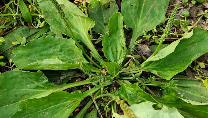 穗状花序的植物有哪些