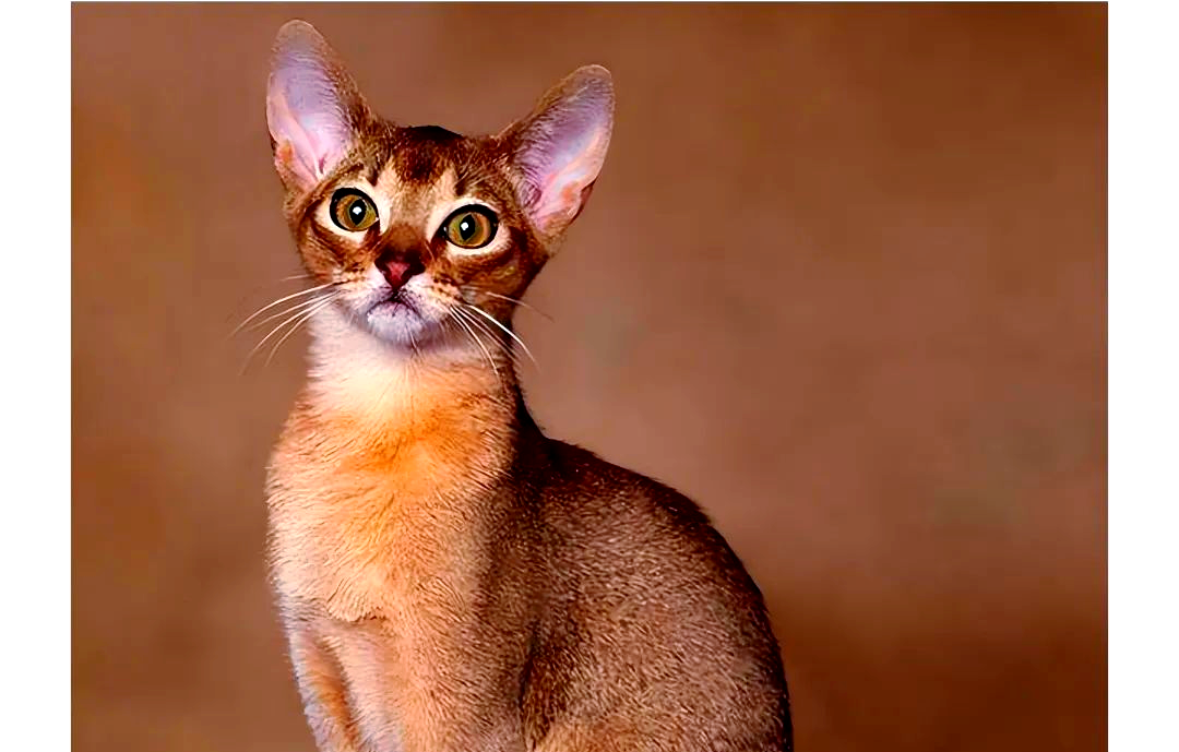 多种大耳朵猫咪中的佼佼者