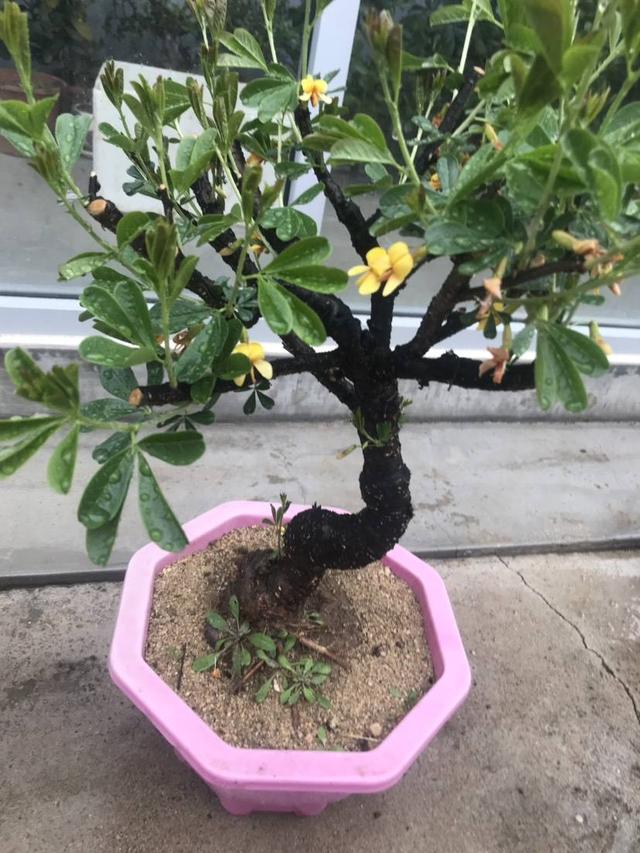 练手的好素材,"金雀花",简单几步,就做成盆景