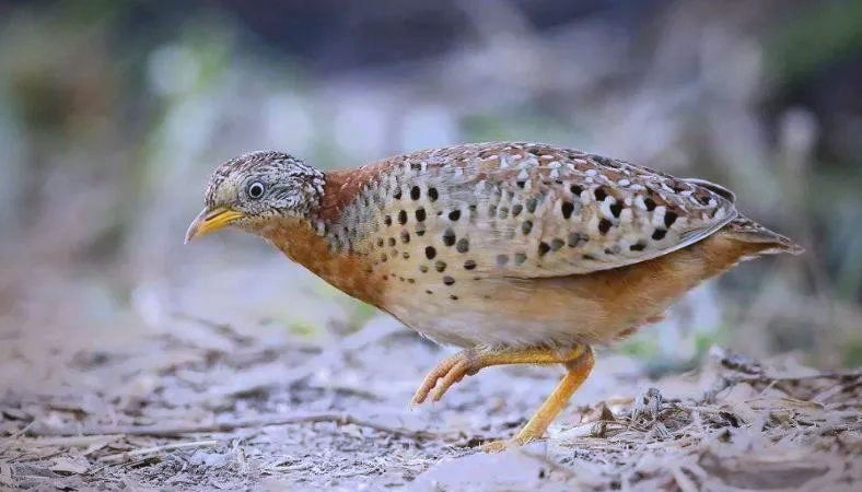 贵州深山神秘声响实际上是黄脚三趾鹑的鸣叫
