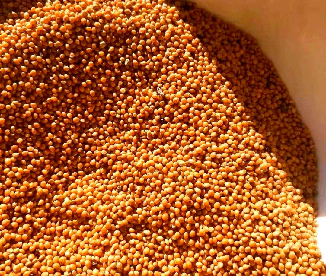 实际上,我们常说的"小米"涵盖了黄小米