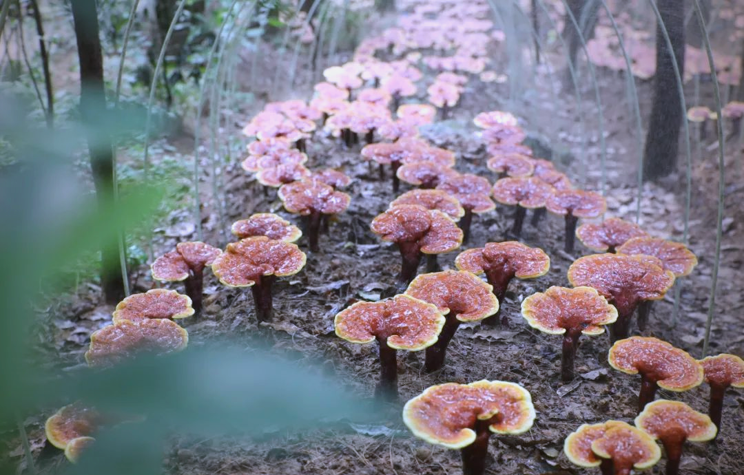 大盛镇林下种植的灵芝喜获丰收,众多"精灵"展露真容