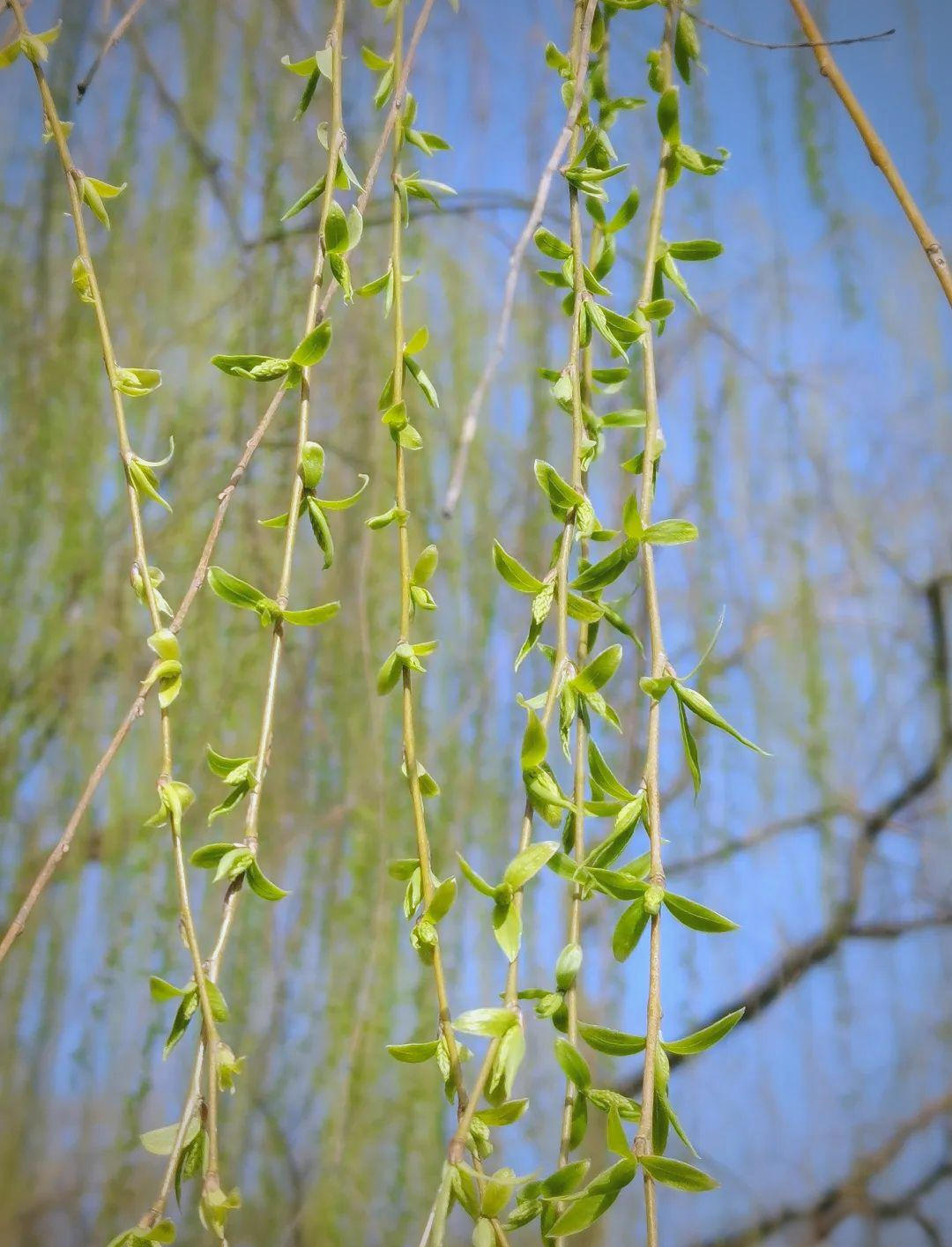 柳芽的春天美味之旅