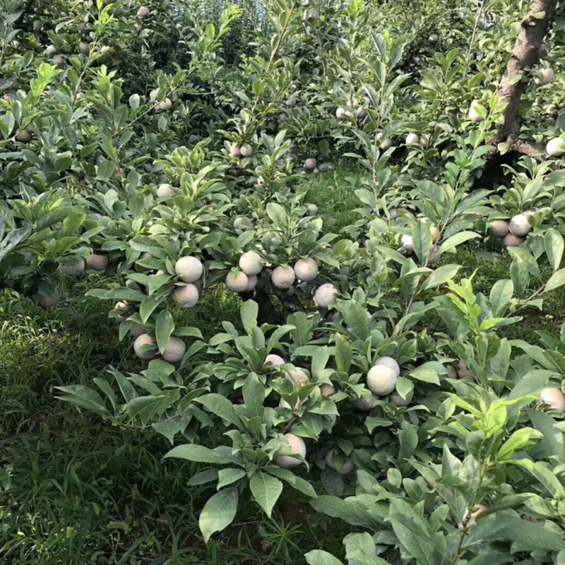 恐龙蛋李子种植技术图片