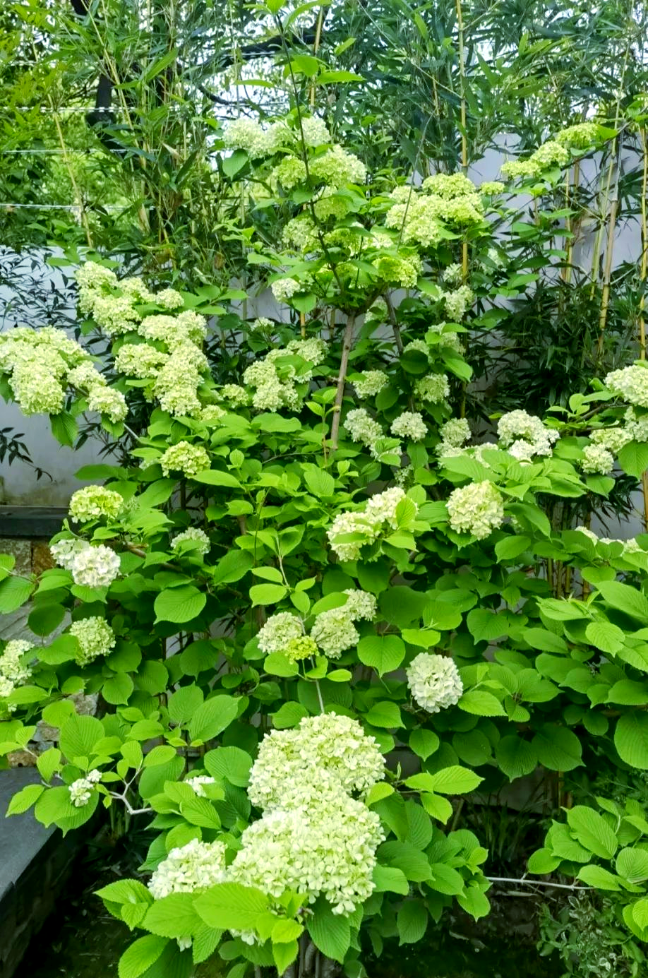 中华木绣球:一种壮观的多年生木本植物