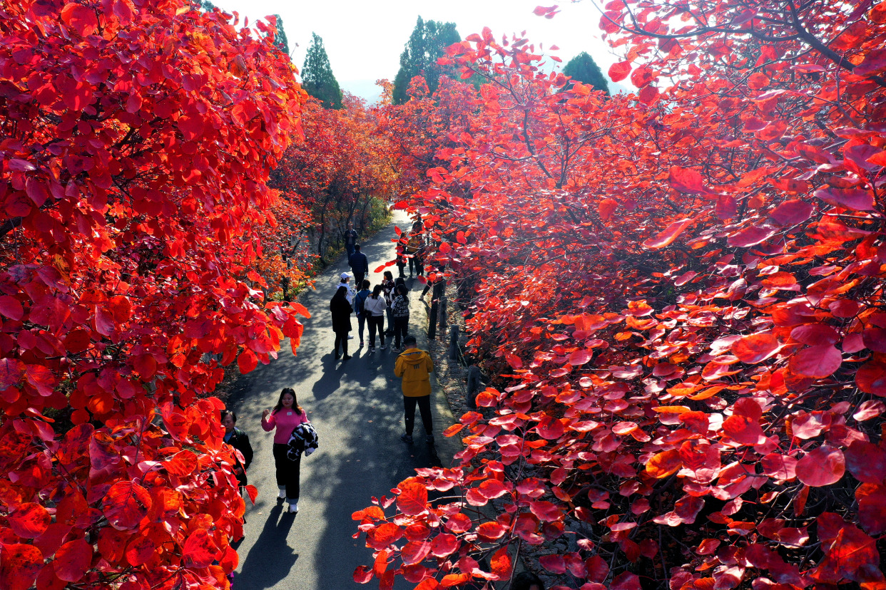 万山红遍,红叶谷迎来最佳赏秋季