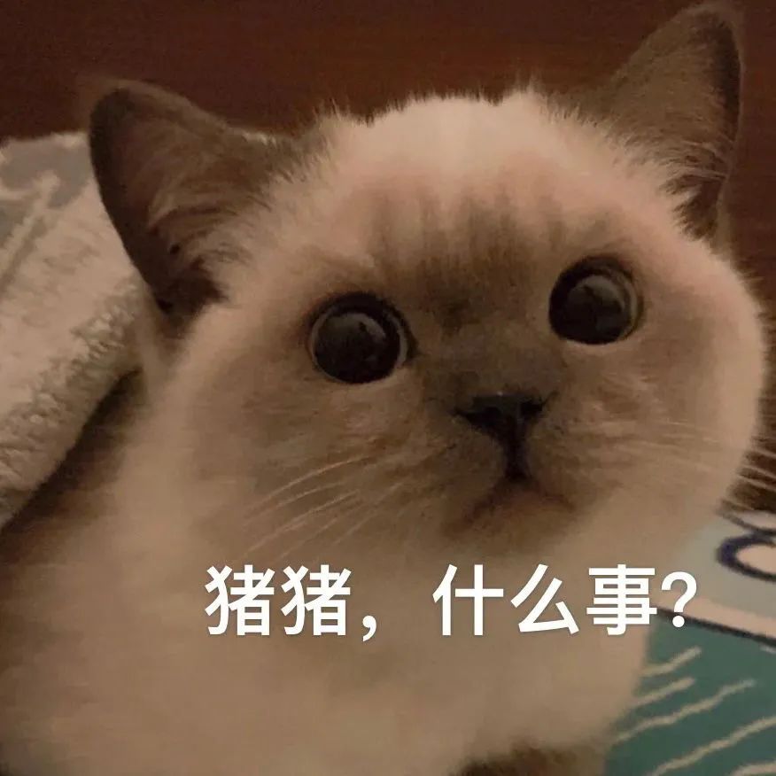 网红猫咪