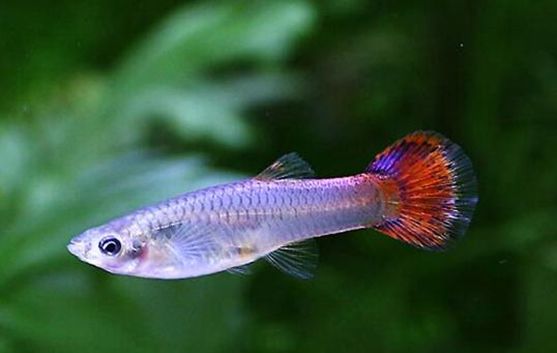 养孔雀鱼的正确方法?孔雀鱼是观赏凤尾鱼吗?