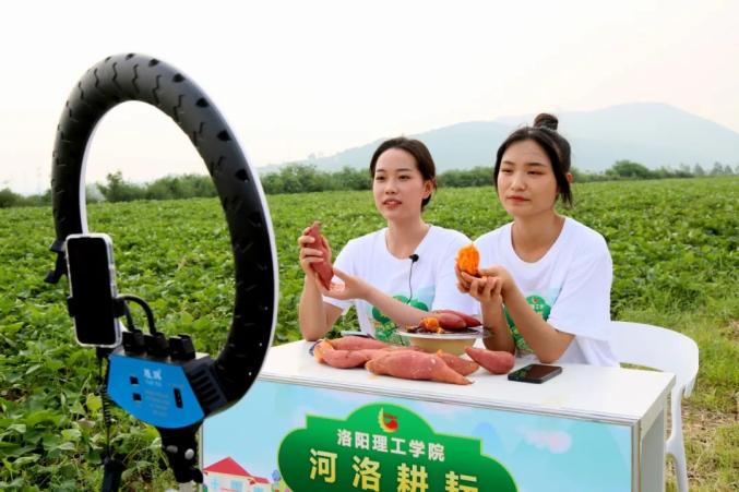 汝阳县城关镇:依托电商直播 红薯走俏市场