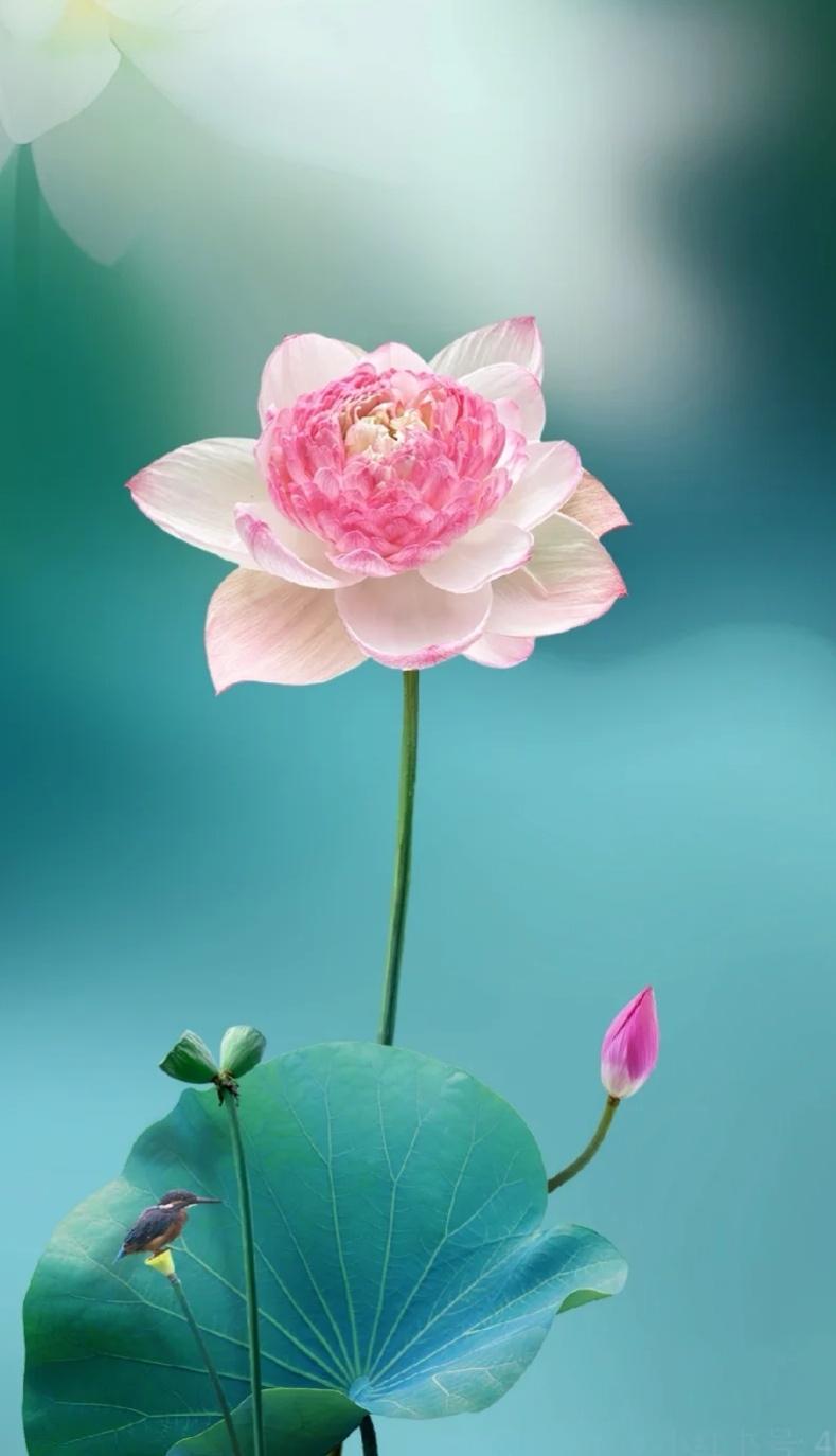 壁纸|荷花,婉约淡雅,安静从容,不浓不淡,静默无言,美得惊心