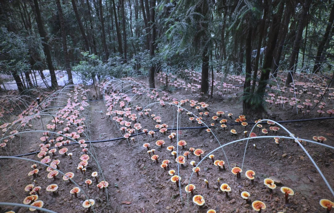 大盛镇林下种植的灵芝喜获丰收,众多"精灵"展露真容