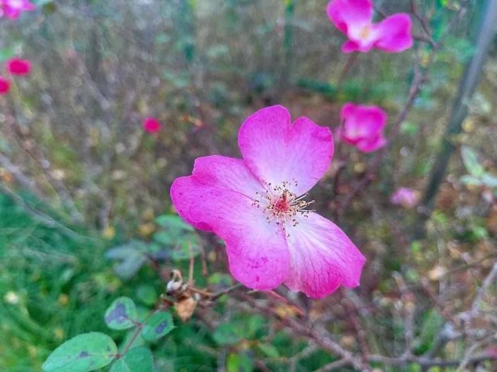 花叶相映,红衰翠减