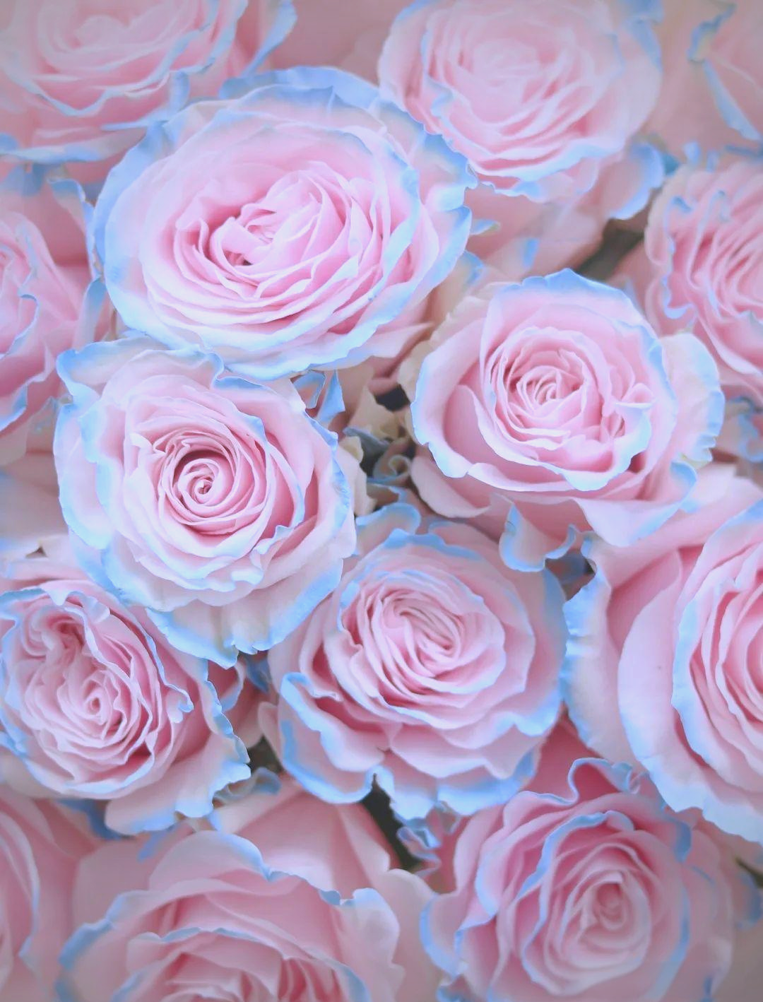 整体呈现粉色,而玫瑰花瓣边缘则巧妙地融入了蓝色