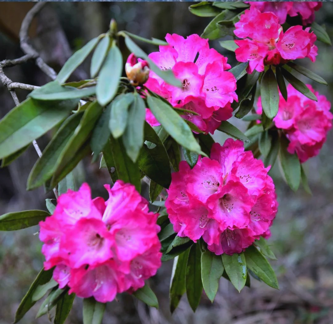 索玛花:高山的精灵,绽放的祝福